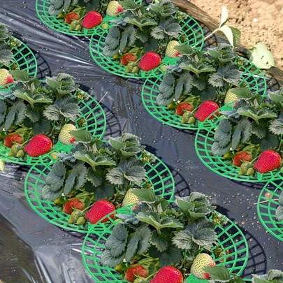 1/8/16pcs Green Strawberry Planting Racks Wtih 20pcs Plant Tags Strawberry Support Frames With 3-Legged Sturdy Base Garden Support Frame Open Grid Design For Better Drainage Easy Assembly Garden Stands For Patio Indoor Outdoor Garden Home Gardening And Container Gardening Prevent Rot And Protect Plants