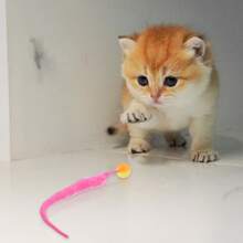 2pcs Magic Worm Cat Toys - Interactive Indoor Cat Game Balls, Durable Polyester Material Pet Toys, Random Color - Multicolor - View 6