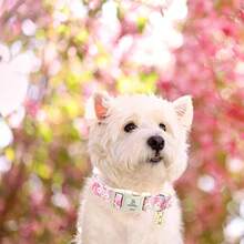Lionheart Glory Dog Collar Cute Pink Flower Puppy Collars Soft Adjustable Pet Collars - Baby Pink - View 4