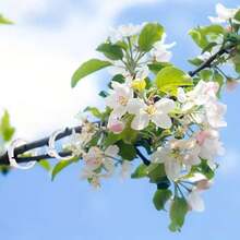 150pcs Plant Fixing Clips, Climbing Plant Garden Clips - 150 - View 4