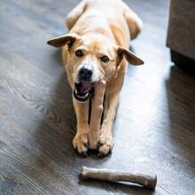 Dogwood Calming Dog Chew Toy Real-Wood Blend Moderate Chewers Medium 7.5" 2-Pack Natural And Hemp Flavors - 山茱萸舒緩精油 2 瓶裝 - 查看 6