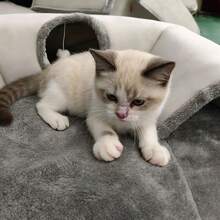 新款U型猫隧道，四季皆宜，猫窝垫猫隧道卷轴式聚酯猫窝，可拆卸水洗 - 彩色 - 查看 7