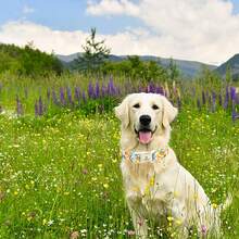 Lionheart Glory 狗狗项圈 可爱花朵宠物项圈 男女狗狗通用 柔软可调节幼犬项圈 宠物礼物 - 黃色 - 查看 6