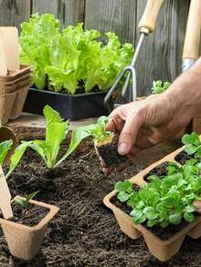 10-Pack (100pc) Seedling Starter Tray, Seedling Pulp Cup, Disposable Pulp Seedling Cup, Square Nutrient Cup, Seed Cup, Succulent Vegetable Germination Plant Starter Tray - Seedling Paper Cups - View 4