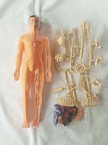 Human Skeleton Organ Model, Educational Assembly, Bone Structure Model, Toy, Explore The Human Body, Life Science Lab, Student, Birthday Gift, Holiday Gift, Great Gift - Multicolor - View 11