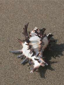 Natural Conch Shell Black Thousand Handed Snail Gesneri Bone Snail Hermit Crab Shell Replacement Roll Shell Fish Hermit Fish Tank Ornament Cabinet Home Office Wealth Attraction Ornament Succulent Flower Pot Home Ornament Mediterranean Style Small Ornament Home Ornament Home Ornament Ocean Scenery - 1PC - View 9