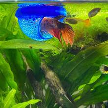 1pc Floating Fish House Suitable For Betta, Guppy And Goldfish, Arched Entrance, Fits Small Aquarium, Terrarium And Pond, Space-Saving, Easy To Clean, No Power Required - A - View 1