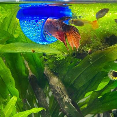 1 件装 - 适用于斗鱼、孔雀鱼和金鱼 - 带拱形入口的漂浮鱼屋 - 适用于小型水族箱、鱼缸和池塘的迷你水族箱 - 节省空间，易于清洁，无需用电