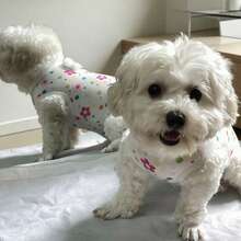 Cat Spay/Neuter Suit, Nursing Outfit With Straps, Cat Anti-Licking Clothes, Dog Spay/Neuter Surgery Suit, Dog Belly Wrap, Dog Pajamas, Small Dog Vest, Poodle/Teddy Bear Post-Op Protective Wear - White - View 5