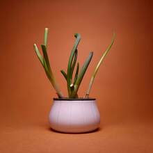 一套大蒜和韭菜水培再生套装，家用园艺黑白盖套装，易于识别和重复使用。无土种植盒，操作简单，持续收获。四季皆宜的可重复种植大蒜盆栽。 - A - 查看 5