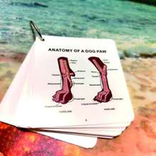 Dog Anatomy Flash Card Set - Laminated Dog Skeleton, Muscle And Organ Reference Charts - Essential Learning Guide For Veterinary Technicians, Pet Groomers, Biology Classrooms And Veterinary Clinics, Includes High-Definition Dual-Sided Laminated Cards On Dog Body Structure (Muscles/Skeleton/Organs/Body Regions/Directional Terms) - Multicolor - View 3