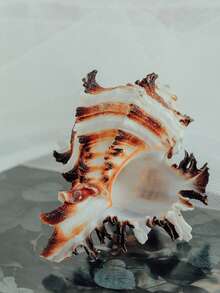 Natural Conch Shell Black Thousand Handed Snail Gesneri Bone Snail Hermit Crab Shell Replacement Roll Shell Fish Hermit Fish Tank Ornament Cabinet Home Office Wealth Attraction Ornament Succulent Flower Pot Home Ornament Mediterranean Style Small Ornament Home Ornament Home Ornament Ocean Scenery - 1PC - View 4