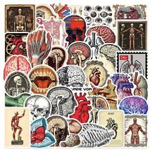 50Pcs Retro Scientific Anatomy Stickers, High Quality Stickers Decals Scrapbook, Diary, Laptop, Bumper, Skateboard, Water Bottle, Computer, Phone, Hard Hat, Car, Tablet Stickers - Random Style - View 1
