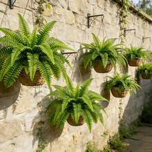 2pcs 29.72 Inch Realistic Large Tropical Boston Fern, With Vibrant Green Leaves, Made Of Durable Plastic, Suitable For Indoor And Outdoor Decor, Great For Christmas, Thanksgiving, Mother's Day, Graduation Ceremony And More - Green - View 6