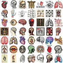 50Pcs Retro Scientific Anatomy Stickers, High Quality Stickers Decals Scrapbook, Diary, Laptop, Bumper, Skateboard, Water Bottle, Computer, Phone, Hard Hat, Car, Tablet Stickers - Random Style - View 3