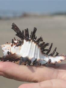 Natural Conch Shell Black Thousand Handed Snail Gesneri Bone Snail Hermit Crab Shell Replacement Roll Shell Fish Hermit Fish Tank Ornament Cabinet Home Office Wealth Attraction Ornament Succulent Flower Pot Home Ornament Mediterranean Style Small Ornament Home Ornament Home Ornament Ocean Scenery - 1PC - View 5