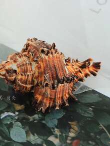 Natural Conch Shell Black Thousand Handed Snail Gesneri Bone Snail Hermit Crab Shell Replacement Roll Shell Fish Hermit Fish Tank Ornament Cabinet Home Office Wealth Attraction Ornament Succulent Flower Pot Home Ornament Mediterranean Style Small Ornament Home Ornament Home Ornament Ocean Scenery - 1PC - View 3