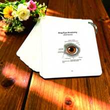 Dog Anatomy Flash Card Set - Laminated Dog Skeleton, Muscle And Organ Reference Charts - Essential Learning Guide For Veterinary Technicians, Pet Groomers, Biology Classrooms And Veterinary Clinics, Includes High-Definition Dual-Sided Laminated Cards On Dog Body Structure (Muscles/Skeleton/Organs/Body Regions/Directional Terms) - Multicolor - View 5