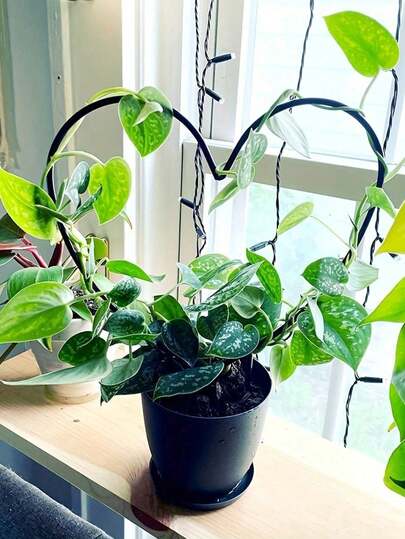 1个心形金属花园植物支架，妈妈礼物装饰盆栽植物支撑杆，黑色涂层，可调节盆栽植物架，适用于藤蔓、蔬菜、藤蔓花卉、庭院攀爬架、攀爬植物、花卉、客厅装饰，春季