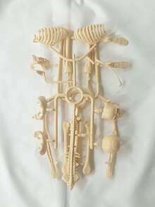 Human Skeleton Organ Model, Educational Assembly, Bone Structure Model, Toy, Explore The Human Body, Life Science Lab, Student, Birthday Gift, Holiday Gift, Great Gift - Multicolor - View 10
