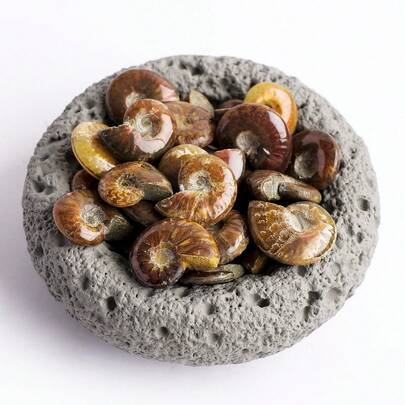 1PC Mini Natural Polished Ammonite Fossil Slice – Ancient Ocean Mineral Specimen For Reiki Healing, Jewelry Making, Prehistoric Art & Unique Home Decoration