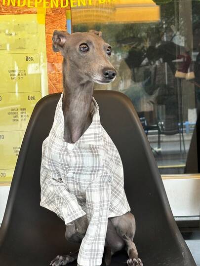 意大利灵缇犬/惠比特犬服装，春夏轻薄格子条纹衬衫，柔软舒适的宠物衬衫外套