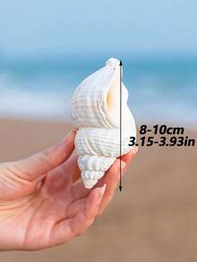 6-12cm Random Size Natural Seashell Decor, Creative Aquarium Decoration, Hermit Crab Replacement Shell, Home Desktop Ornament - A - View 10