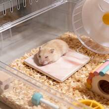 Tapis de refroidissement pour hamster, tapis de refroidissement anti-morsure et anti-basculement, facile à nettoyer, tapis de refroidissement d'été pour hamster, décoration de cage pour petits animaux de compagnie - Voir 1