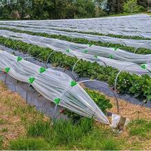 100个温室薄膜夹 - 1.09厘米薄膜隧道拱架和遮阳网杆支撑，用于季节性植物支撑、草坪护理和园艺工具、隧道环夹、高架花坛覆盖物、季节性植物延伸支撑 - A - 查看 9