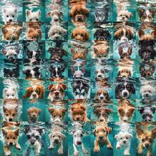 50pcs Aesthetic Swimming Dogs Stickers Cute Cartoon Animal Water Bottle Sticker Luggage Laptop Guitar Waterproof Vinyl Decals Scrapbook Supplies Stationery Funny Stickers Kindle - 1 Set - View 11