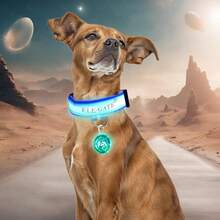 Pet Basic Dog Collars - Multicolor - View 6