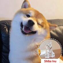 1 pieza Llavero conmemorativo de pelo de mascota, nuevo diseño - Multicolor - Ver 27