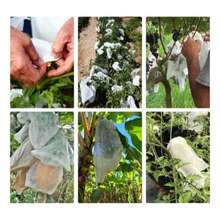 100 Peças Sacos de Produção de Cor Sólida de Alta Densidade com Cordão, Sacos de Produção Reutilizáveis de Tela, Sacos de Frutas, Sacos de Presente para Uvas, Maçãs, Pomelos, Plantas, Flores, Vegetais, Árvores - Ideal para Cobertura de Pragas de Jardinagem, Rede de Jardim, Fechamento com Cordão, Sacos de Frutas (29X19CM) - 100 unidades - Visão 8