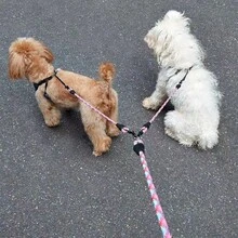 2pcs Wavy Design Detachable Dog Leash, Includes Nylon Leash, Suitable For Walking Two Dogs - Multicolor - View 5