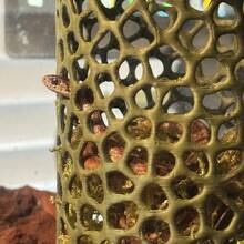 Betta Fish Tunnel Hideout With Suction Cups, Floating Mesh Resting Cave For Aquarium Glass, Stress-Reducing Shelter - B - View 10