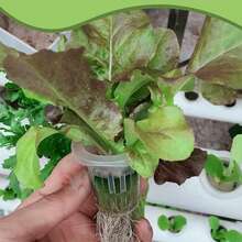 1 Set Hydroponic Germination Kit 24 Pcs Hydroponic Net Pots 24 Pcs Hydroponic Sponge And 1 Pc Hydroponic Planting Board For Soilless Cultivation Garden And Transplanting Plastic Flower Starter Pots Herbs Hydroponic Growing System - Hydroponic Kit - View 6