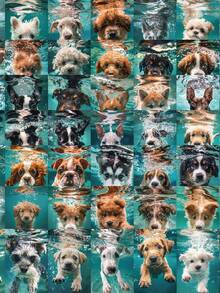 50pcs Aesthetic Swimming Dogs Stickers Cute Cartoon Animal Water Bottle Sticker Luggage Laptop Guitar Waterproof Vinyl Decals Scrapbook Supplies Stationery Funny Stickers Kindle - 1 Set - View 1