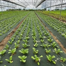 预打孔黑色地被植物，带地钉，用于园艺种植和隔离 - 601X100cm除草布(綠黑色) - 查看 11