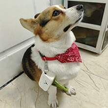 1pc Leather Dog Poop Bag Holder, Cute Pet Waste Bag Dispenser, Convenient Dog Poop Bag Carrier - Multicolor - View 3