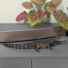 Realistic Solid Wild Animal Crocodile Model Figurine, Suitable For Yard, Garden, Miniature Farm, Plant Decor, Car Decor, Home Decor, Halloween & Christmas Decoration, Birthday Gift For Friends - Black - View 7