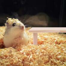 Hamster Platform - Hamster Floor - Hamster Toy Platform - Suitable For Rabbits, Guinea Pigs, The Cut Is Neat And Smooth And Will Not Harm Your Pet (M) - 1pcs - 查看 7