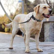 Heavy Duty Dog Leash - Dual Padded Handles Provide Extra Control, Suitable For Walking Medium To Large Dogs - Grey - View 5