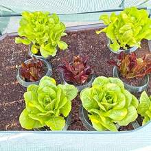 8/16pcs Plant Slug Collars Protection Set Green Round Snail And Slug Protective Cover Reusable Plastic Plant Covers For Indoor Garden Planter Plants Seedlings Protects Plants To Get Better Animal Snails Insects - Round - View 7