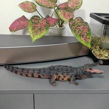 Realistic Solid Wild Animal Crocodile Model Figurine, Suitable For Yard, Garden, Miniature Farm, Plant Decor, Car Decor, Home Decor, Halloween & Christmas Decoration, Birthday Gift For Friends - Black - View 8