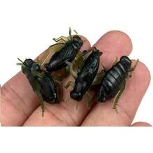 30/60 piezas Cebo de pesca de silicona suave con forma de grillo, cebo artificial de insecto - Verde Oscuro - Ver 6