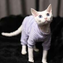 Jersey de cuatro patas acanalado para gatos, capa base cálida para otoño/invierno, cómodo para jugar en interiores, adecuado para gatos sin pelo y Devon Rex, tejido elástico acanalado - Lila Púrpura - Ver 14
