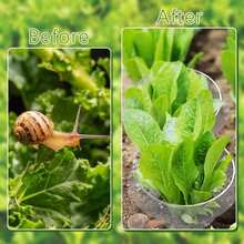 8/16pcs Plant Slug Collars Protection Set Green Round Snail And Slug Protective Cover Reusable Plastic Plant Covers For Indoor Garden Planter Plants Seedlings Protects Plants To Get Better Animal Snails Insects - Round - View 10