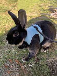 1pc Multicolor Rabbit Harness With Leash, Adjustable Rabbit Chest Strap, Cute Pet Collar And Leash Set For Small Animals Like Rabbit, Ferret, Lizard, Guinea Pig, Hamster - Multicolor - View 4