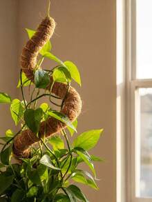 Soporte flexible de poste de musgo, adecuado para plantas trepadoras de interior, plantas en maceta trepadoras, soportes para plantas de interior altas, plantas ornamentales, Monstera, Sansevieria, Philodendron - Palitos de palma de coco - Ver 3