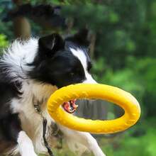 Pet Training Toys, Ideal For Outdoor Exercise And Interactive Play With Dogs. Durable And Not Easily Damaged, Suitable For Large And Medium-Sized Dogs. Lightweight And Easy To Throw. - Multicolor - View 3